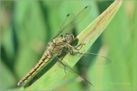 <p>VÁŽKA ČERNOŘITNÁ - samička (Orthetrum cancellatum) Šluknovsko - Jiříkov ---- /Black-tailed skimmer - Großer Blaupfeil/</p>